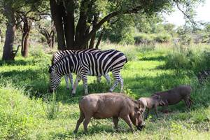 Safari au parc national Kruger