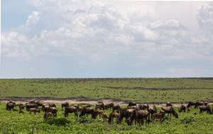 Nngorongoro Krater Safari: Ein unvergessliches Erlebnis