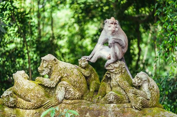 Sanctuaire sacré de la forêt des singes Ubud Bali