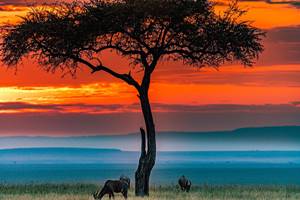 Safari im Masai Mara Nationalreservat